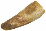 Fossil Spinosaurus Tooth - Real Dinosaur Tooth #235041-1